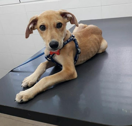 Clínica Veterinaria Petconnection - Spain