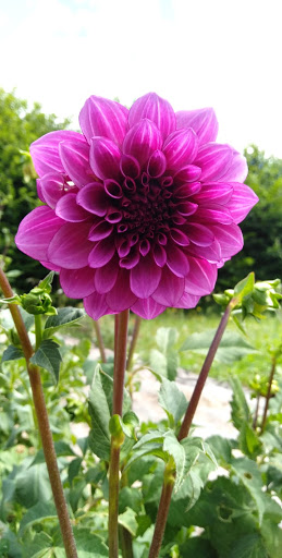 Les Jardins du Cérou