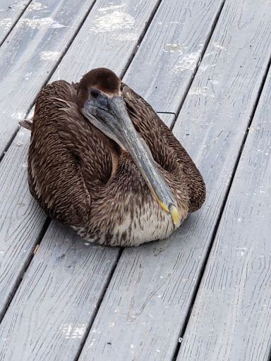 Handicapped Fishing Pier Gallery - United States