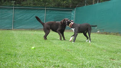 Photos of Kuranda Pet Resort