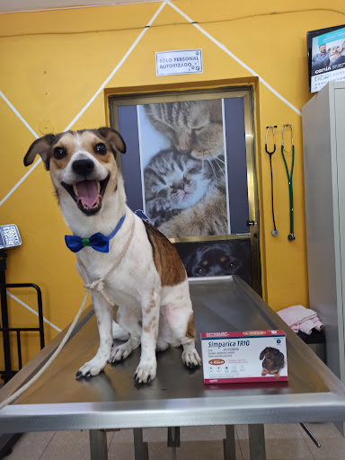 Veterinaria Yucatkán