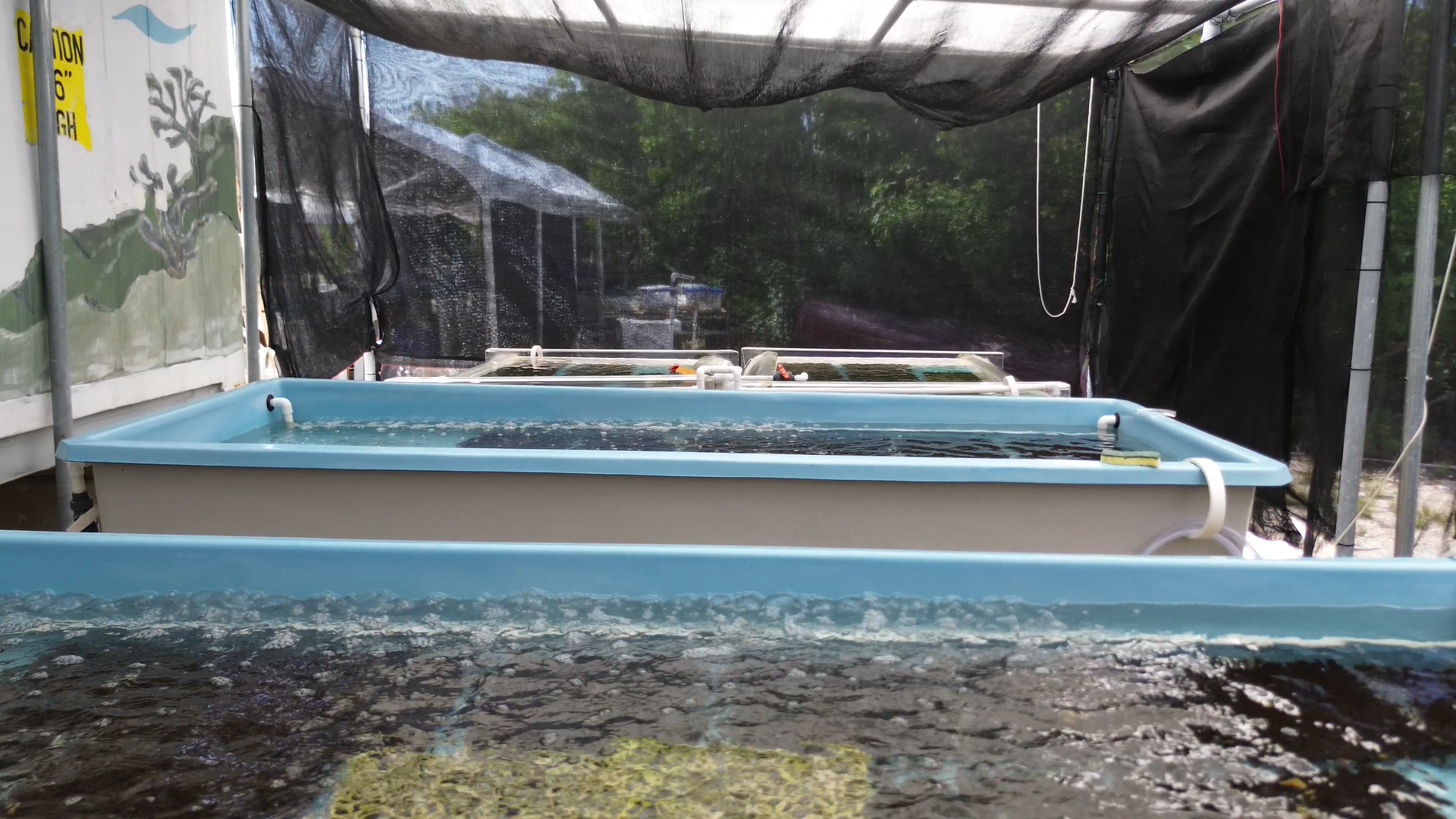 Plant A Million Corals