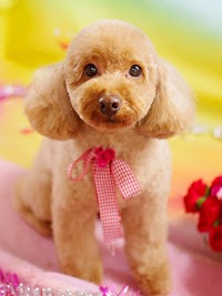 ワイズドギー 富山店