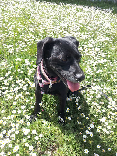 Veterinarios Servivetdivertperros