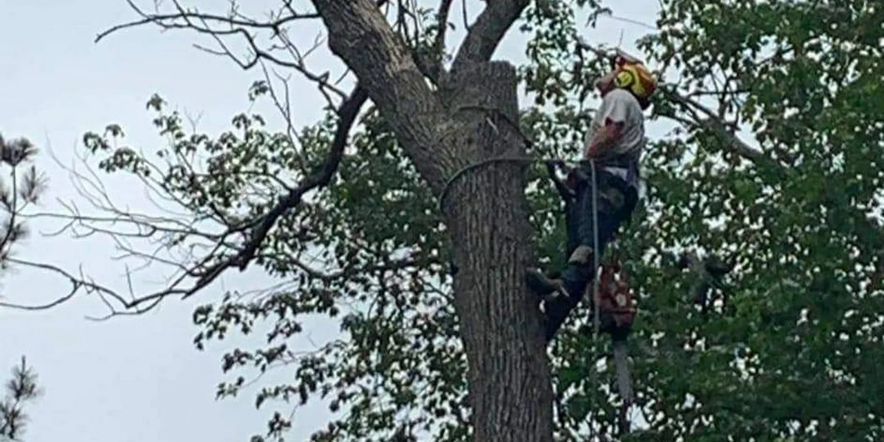 Quality Tree Services
