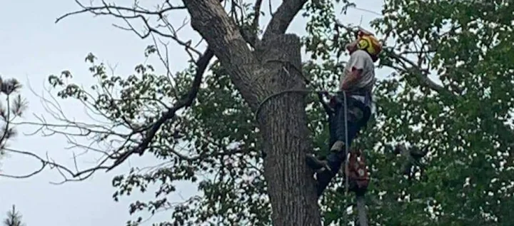 Quality Tree Services