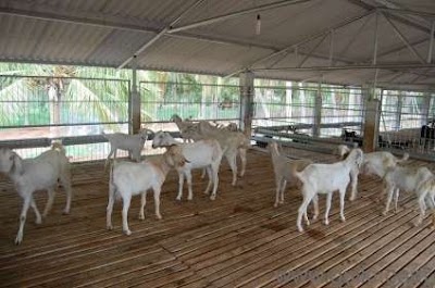 Photos of Abdullah Farm