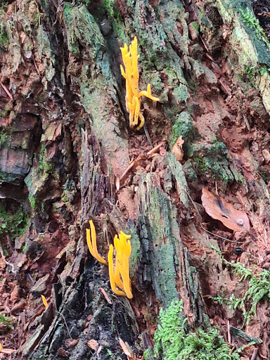 Het Fonteinbos - Stern - Thumbnail