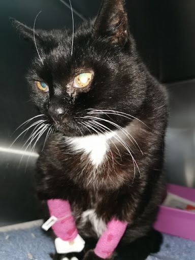 Pets Life Veterinary Care - Kings Meadows Gallery - Australia