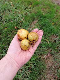 Photo n°2 de Domaine Fourmond Lemorton à Mantilly (Magasin bio)