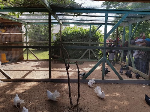 Sassi jaanalinnutalu