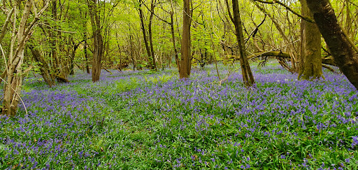 Sheffield Forest - Visual