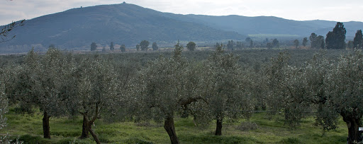 Olea Estates - Visual