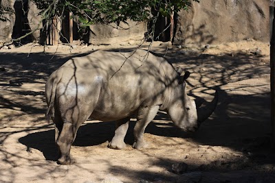 Zebra And Rhino Habitat