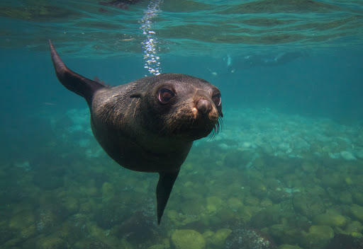 Wild Ocean Tasmania Gallery - Australia
