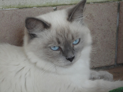 I GATTI DI GIULIA - allevamenti Main Coon, Siberiani Pontedera