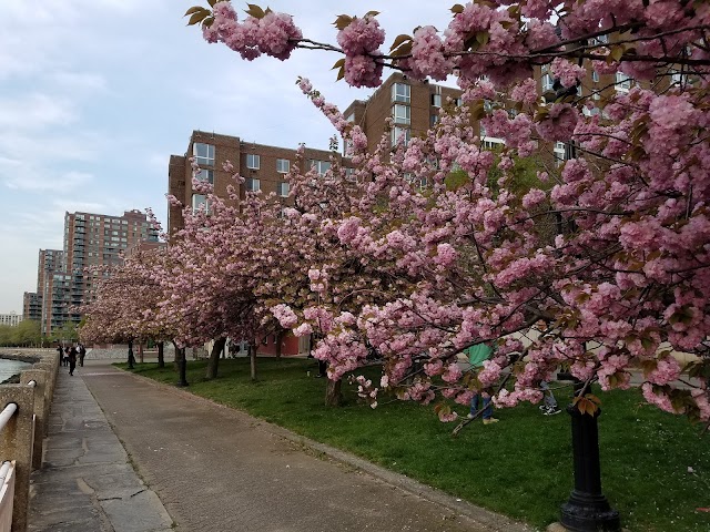 Roosevelt Island Operating Corporation
