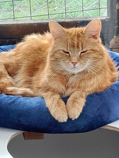 Iris's Animal Farm Cattery - Thumbnail