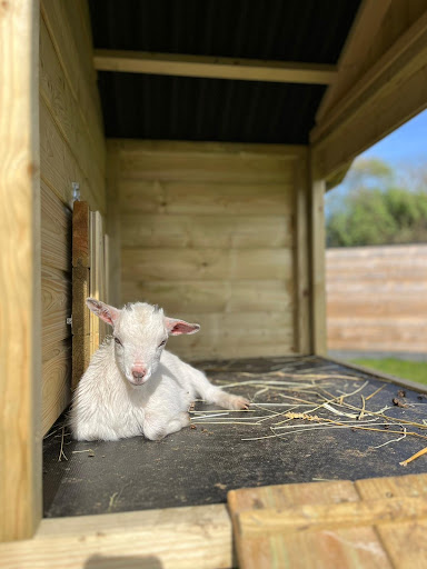Dierenverblijven van der Land | Grote Kippenhokken kopen in bouwpakketten | Alle soorten dierenverblijven - Thumbnail