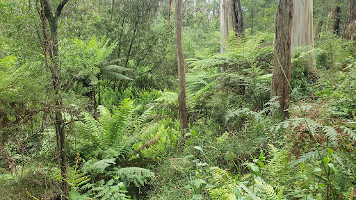 Mortimer Picnic Ground Gallery - Australia