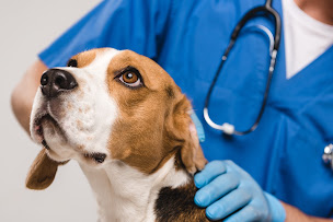 Photo n°19 de Clinique Vétérinaire Argos Saint-Aubin-de-Médoc à Saint-Aubin-de-Médoc (Vétérinaire)