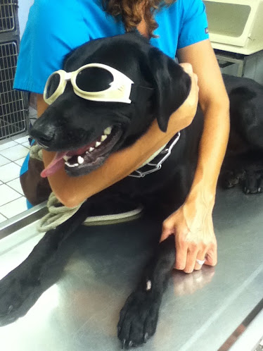 Excelsior Springs Animal Clinic