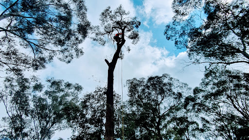 Barnes Tree Services - Thumbnail