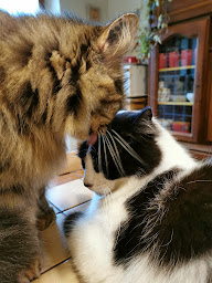 Photo n°11 de Au chat perché à Frontignan-Savès (Pension pour chats)
