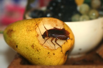 Photos of Service Master - Pest Control and Window Cleaning Services