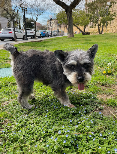 Hotel para perros Un Espai per a Ells