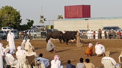 Photos of Fujairah Bull Fighting