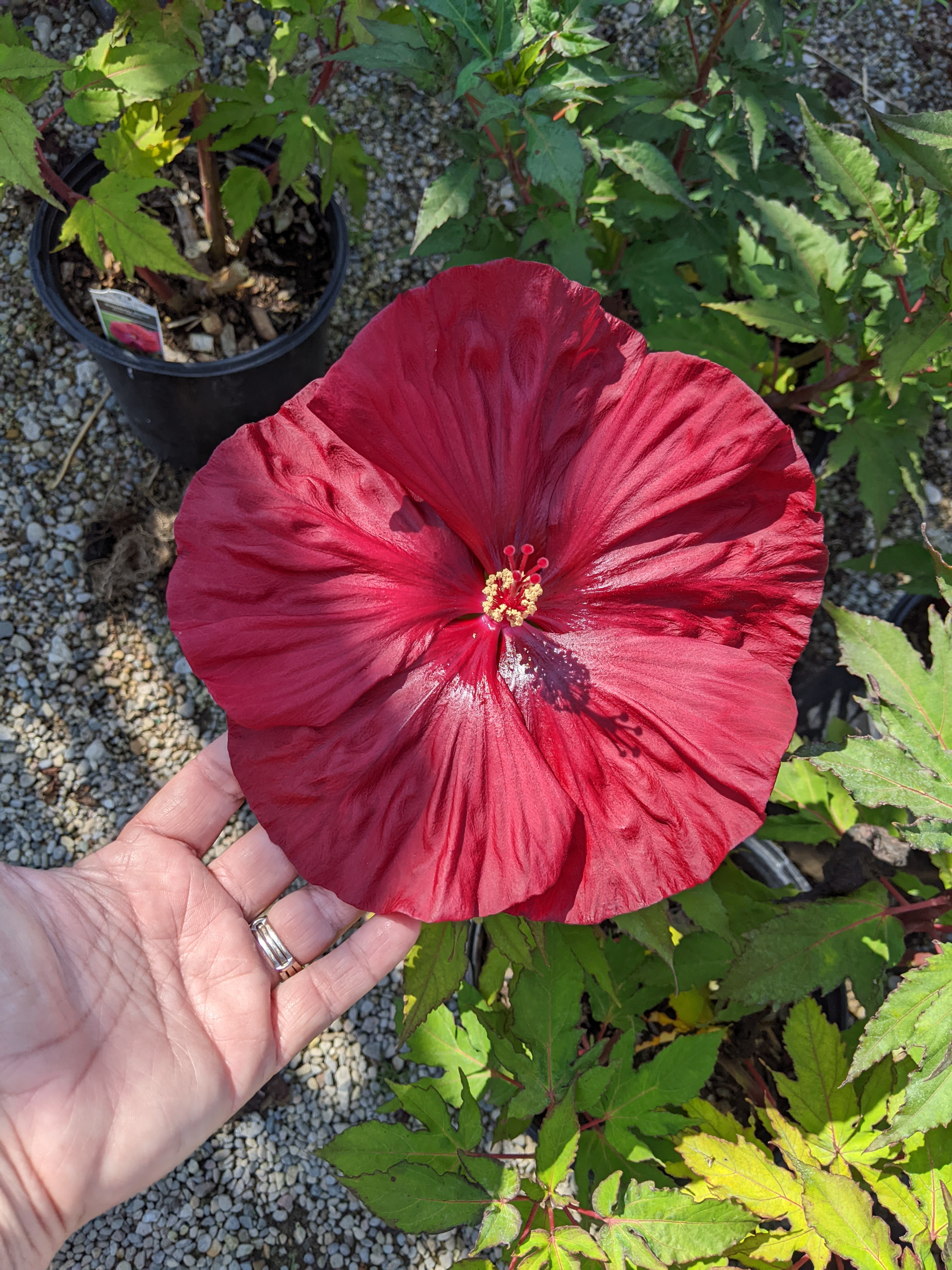 Sunny Gardens