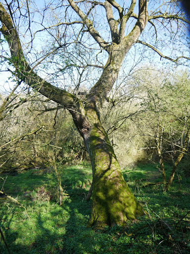 Dorfbach - Thumbnail