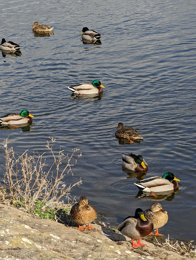 Herons Green Bay Parking - Thumbnail