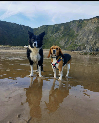 Hotel para perros Paseador de perros | dog Sitter | canguro de perros | cuidador de mascotas | guarderia canina | guarderia para gatos