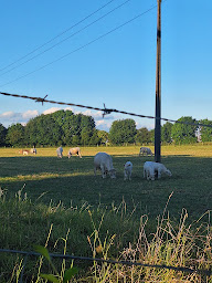 Photo n°34 de Camping Les Sources | Camping Arras à Liencourt (Étang de pêche)