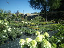 Pepinieres Triquet (Vegetaux et Arbustes Extérieur) à Entrelacs