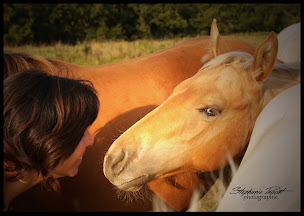 Photo n°14 de Écurie La Rêverie à Lengronne (Éleveur de chevaux)