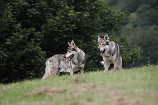 PREDATOR EXPERIENCE PARK - Wolf Experiences