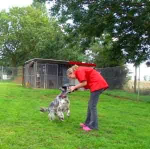Collaton Kennels Ltd