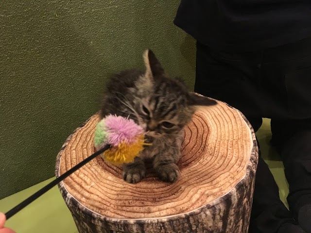 Cat Café MoCHA Akihabara Store