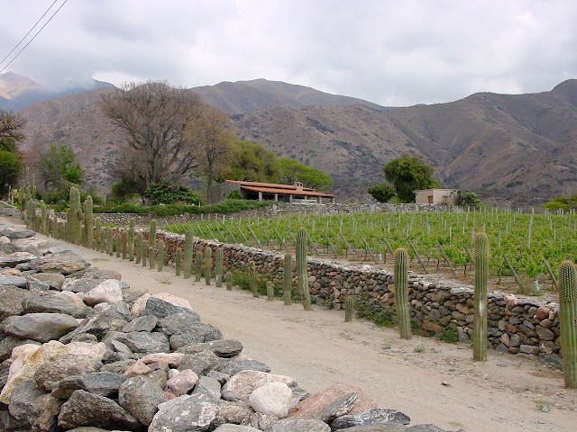 Bodega Yacochuya
