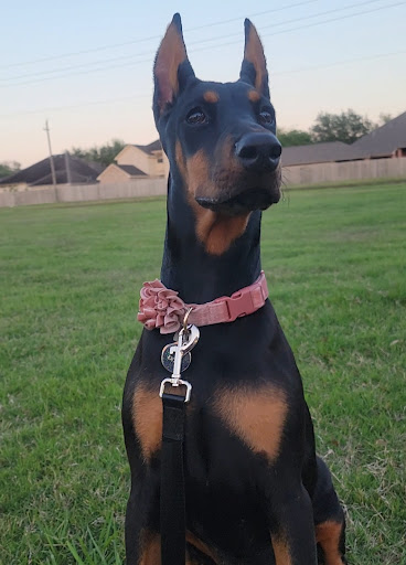 Abel Veterinary Services - Visual
