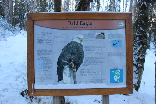 Bald Eagle Exhibit - Visual