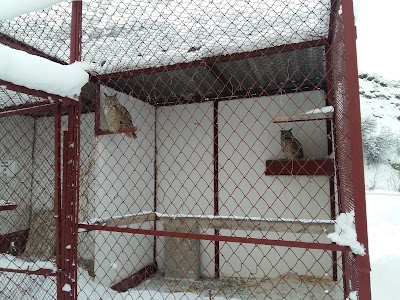 Photos of Sokolinyy Pitomnik "Sunkar"