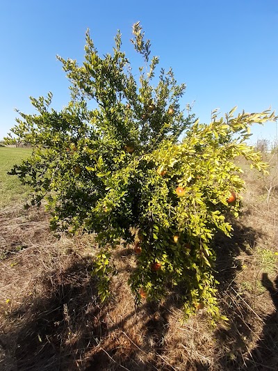 Shkolla "Koli Allkanjari" Këmishtaj