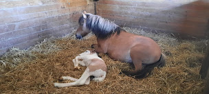 Photo n°11 de Centre Equestre Les Centaures près Etretat à Vattetot-sur-Mer (Centre de randonnée équestre)