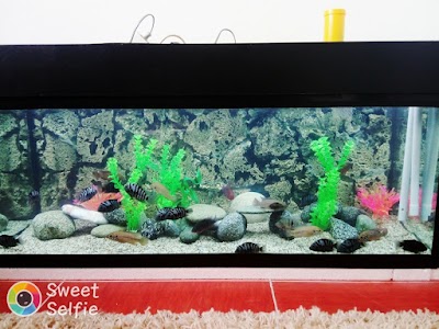 Photos of Aquarium Design