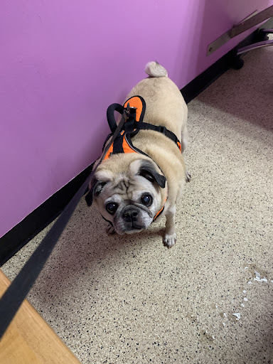 Mancelona Veterinary Hospital - Thumbnail