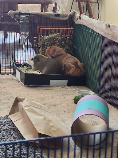 Tennessee Cavies Guinea Pig Rescue & Exotic Animal Sanctuary (Kentucky Cavies) - Thumbnail